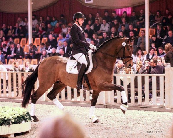 dressage horse V-Plus Gold (Oldenburg, 2015, from Vivaldi)