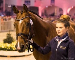 jumper Chacco's Lando (Oldenburg show jumper, 2013, from Chacco-Blue)