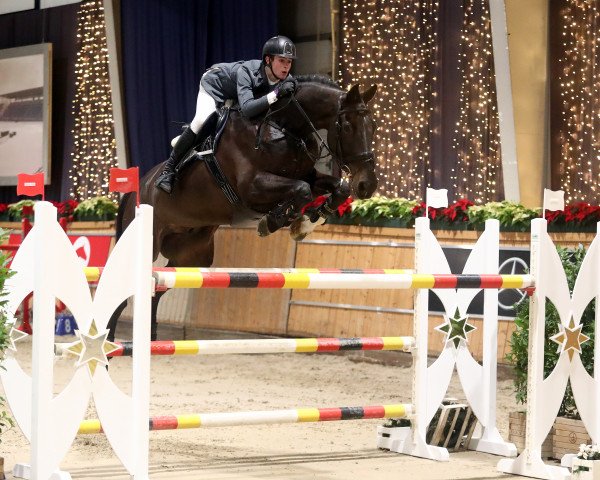 jumper Olympic Night (German Sport Horse, 2009, from Olympic Fire 5)