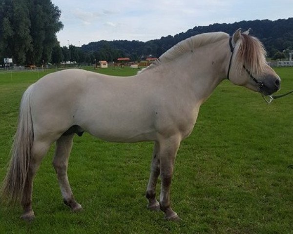 stallion Cirkus (Fjord Horse, 2005, from Julius 211)