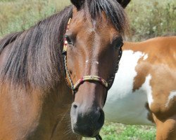 Pferd Whisful (Traber, 2004, von Kaliman)