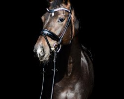 dressage horse Sunshine Reggae 17 (Westphalian, 2015, from Sir Heinrich OLD)