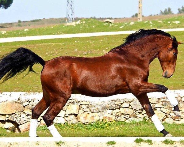 dressage horse Escribano de Ymas V (Pura Raza Espanola (PRE), 2011, from Ebanisto)