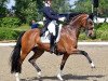 broodmare Erijcha (KWPN (Royal Dutch Sporthorse), 2009, from Zuidenwind 1187)