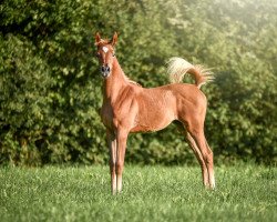 horse Ameerah Maria (Arabian thoroughbred, 2019, from COF JustTRU)