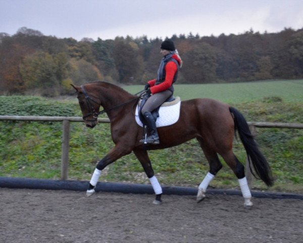 broodmare Fiesta (Hanoverian, 2009, from First Dance)