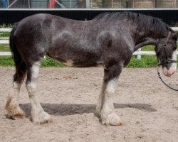 Zuchtstute Broadlea Rock My Lucy (Clydesdale, 2004, von Ebony Rock My World)