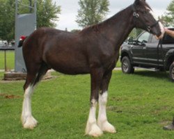 Deckhengst Broadlea H Clancy (Clydesdale, 2017, von Bud Ridge Hunter)