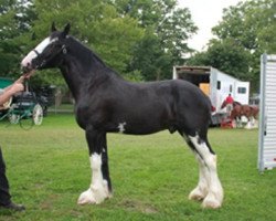 Pferd Broadlea DDB Billy (Clydesdale, 2015, von Donegal Double Dot Big Ben)