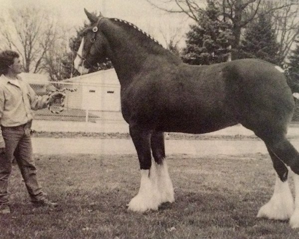 broodmare Brislawn's Debutante Danielle (Clydesdale, 1992, from Masterpiece Dunkin)