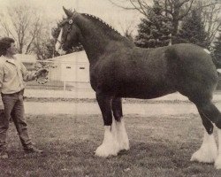 broodmare Brislawn's Debutante Danielle (Clydesdale, 1992, from Masterpiece Dunkin)