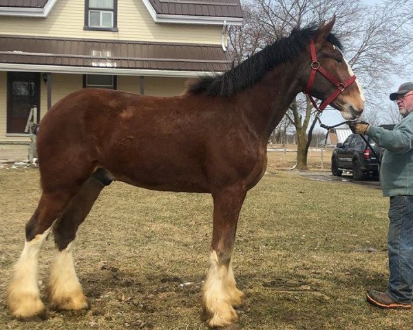 Pferd Bri-Mar BHQ Garth (Clydesdale, 2017, von Brunt-Hill Quade)