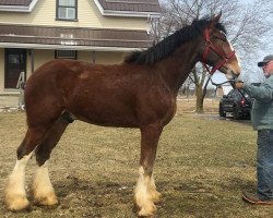 Pferd Bri-Mar BHQ Garth (Clydesdale, 2017, von Brunt-Hill Quade)