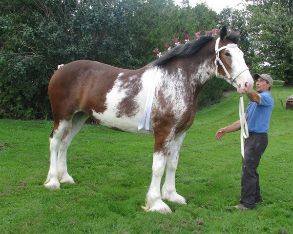 broodmare Bri-mar Classic Flame (Clydesdale, 2016, from Karvelton Mac's Classic)