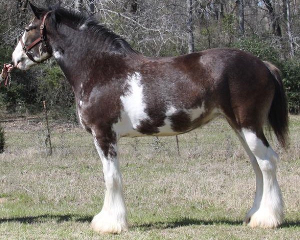 broodmare Maplewood Gypsy's Gerri (Clydesdale, 2008, from Cristal's Moses)