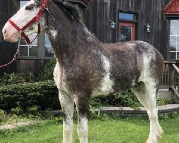 horse Bri-Mar Classic Eli (Clydesdale, 2015, from Karvelton Mac's Classic)