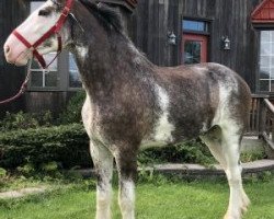 Pferd Bri-Mar Classic Eli (Clydesdale, 2015, von Karvelton Mac's Classic)