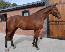 jumper Van Pfeife (Oldenburg show jumper, 2016, from Vivant)