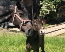 broodmare Crazy Coco (Hanoverian, 2003, from Contendro I)