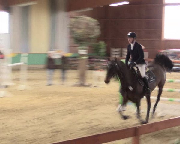 Reitturnier Warendorf-Freckenhorst 2016