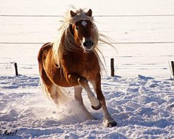 Springpferd Sir Petro (Haflinger, 2008, von Stegerwald)