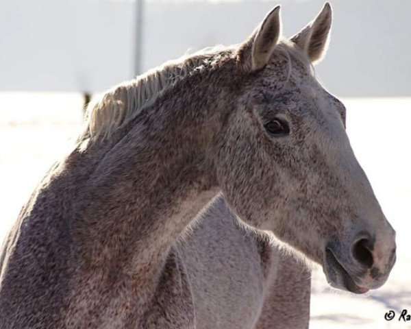 horse Cappricio 2 (Sachse, 1999, from Campari M)