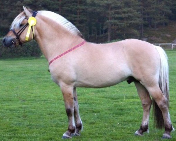 stallion Højgaards Joker (Fjord Horse, 2009, from Højgaards Findus)