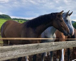 horse Cherry Blossom I (German Sport Horse, 2018, from Colman)