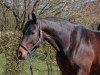 dressage horse Shadows Darling (Zweibrücken, 2010, from Stockholm)