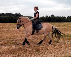 horse Jolly Jumper (Fjord Horse, 2000, from Jokke)