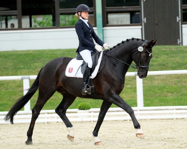 dressage horse Dark Fellow WAF (Hanoverian, 2009, from Desperados FRH)