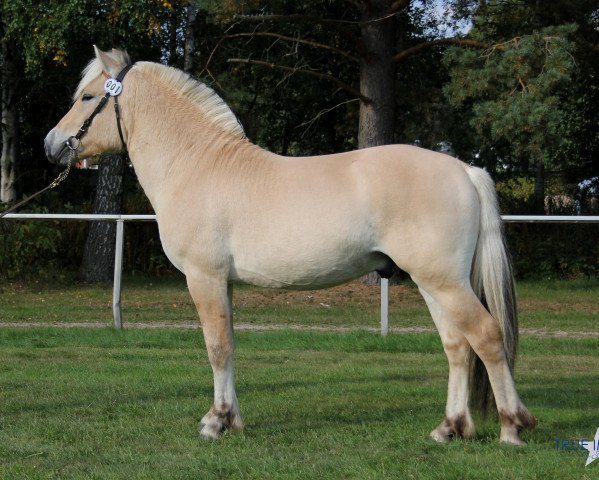 stallion Arne 292 (Fjord Horse, 2011, from Assar Nusebo)