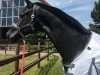 dressage horse Los Baros (Oldenburg, 2006, from Licotus)