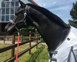 dressage horse Los Baros (Oldenburg, 2006, from Licotus)