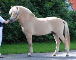 stallion Pärlby Aladdin (Fjord Horse, 2010, from Aslan 255)