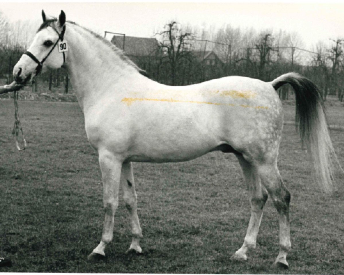 stallion Branco ox (Arabian purebred, 1972, from Noran 1956 ox)