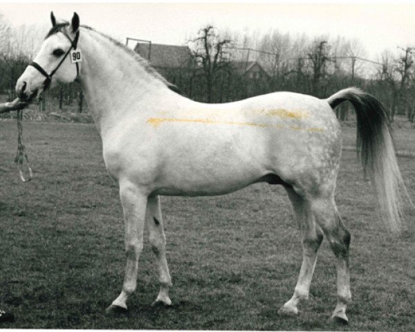 stallion Branco ox (Arabian thoroughbred, 1972, from Noran 1956 ox)