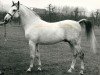 stallion Branco ox (Arabian thoroughbred, 1972, from Noran 1956 ox)