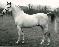 Deckhengst Branco ox (Vollblutaraber, 1972, von Noran 1956 ox)