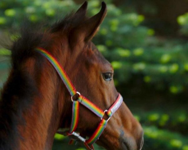 broodmare Filomena JM (Westphalian, 2018, from Federico Fellini)