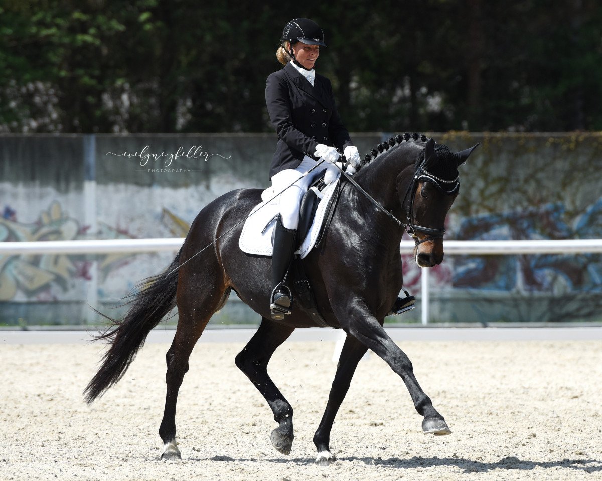 broodmare Donna Francesca CH (Swiss Warmblood, 2008, from Don Frederico)