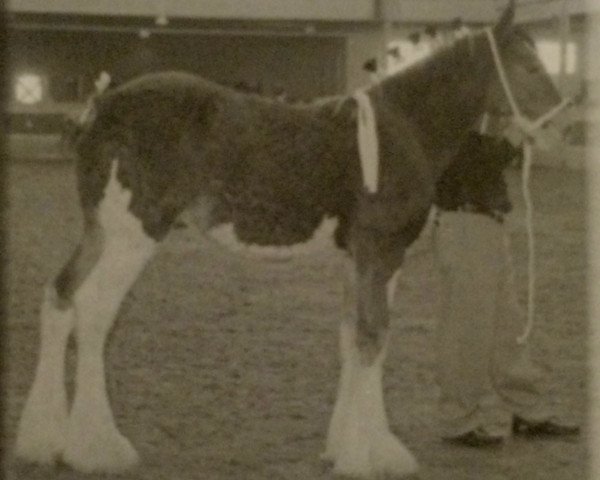 Deckhengst Cedarlane Ouray Warrior (Clydesdale, 2005, von S B H Phoenix)