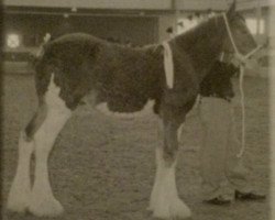 stallion Cedarlane Ouray Warrior (Clydesdale, 2005, from S B H Phoenix)