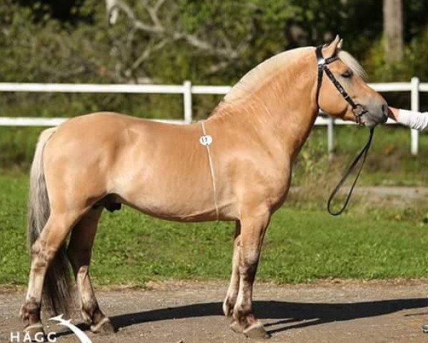 stallion Stolplyckans Saron (Fjord Horse, 2014, from Stolplyckans Olympus 290)