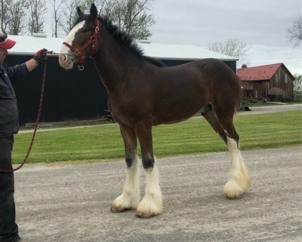 Pferd Bri-Mar BHQ Henry (Clydesdale, 2018, von Brunt-Hill Quade)