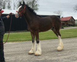 horse Bri-Mar BHQ Henry (Clydesdale, 2018, from Brunt-Hill Quade)