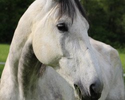 dressage horse Leonardo 69 (Oldenburg, 2007, from Hotline)