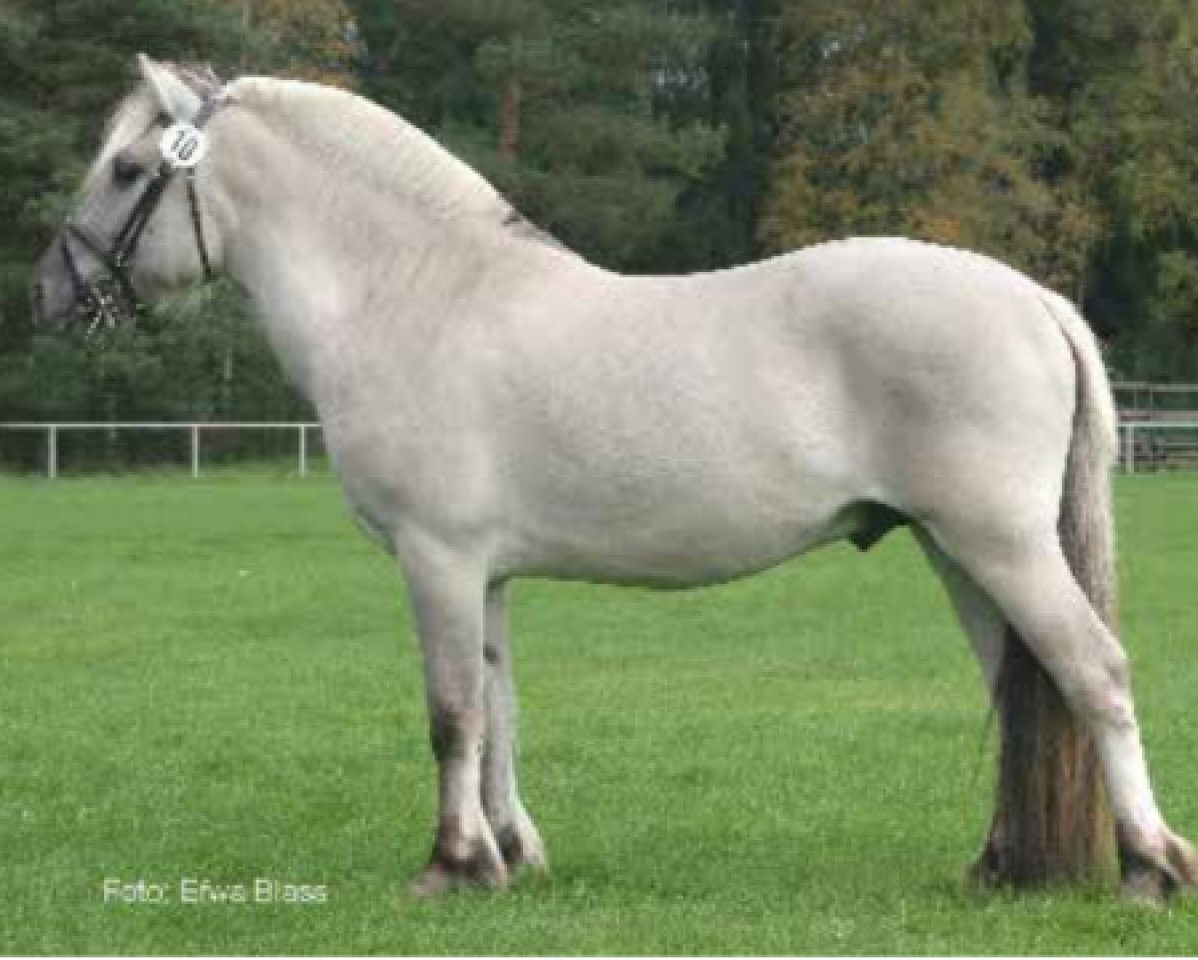 stallion Lyckangs Rex (Fjord Horse, 2006, from Hauk Thun S.222)