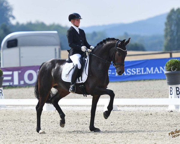dressage horse Soliére (Westphalian, 2014, from San Amour I)