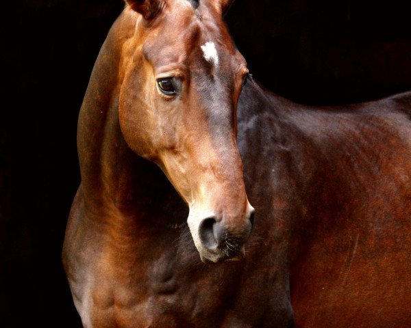 horse Zarentin (Oldenburg, 2009, from Zapateado 128 FIN)